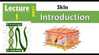 1aHistology of the epidermis part1IntroductionSkin [upl. by Seyer627]