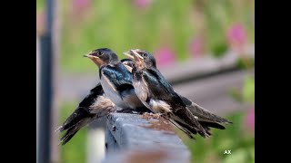 Ladusvala  barn swallow  Hirundo rustica [upl. by Tupler]