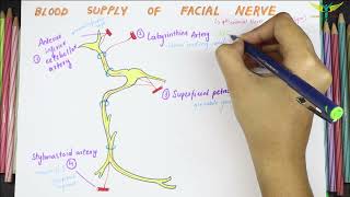 Blood Supply of Facial Nerve [upl. by Melba353]