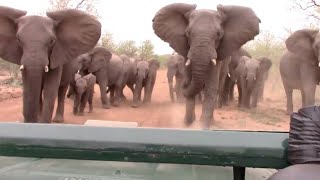 Elephant Charges At Safari Van [upl. by Cioban]