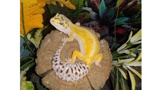 What tank size is good for an adult Leopard Gecko [upl. by Gustin55]