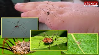 Harvestman Daddy Long Legs Spider Phalangium Opilio Phalangiidae amp Skull Spider Pholcus Phalangioide [upl. by Sew]