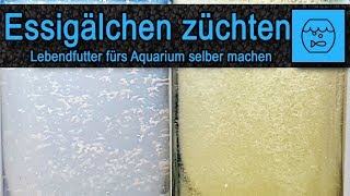 Essigälchen züchten und verfüttern – Lebendfutter selber machen – Fischfutter – einfach – billig [upl. by Giff]