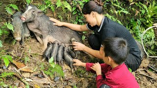 Bringing new born pigs to the barn  take care of newborn piglets and mother pigs  Chuc Thi Hong [upl. by Larkin]