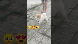 Doguinho fofuxo animais cachorro pets amigopet youtubeshorts cute meuamigopet viralshorts [upl. by Stavro]