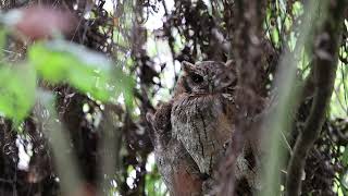 2024 07 27 Currucutu Comun Megascops choliba Tropical screech owl Cajica Cundinamarca [upl. by Airetnuhs]