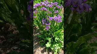 Wavyleaf Sea Lavender Limonium sinuatum [upl. by Brest70]