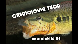 Crenicichla tuca from Iguassu quotBotoxquot pike cichlidm NEW CICHLID 02 [upl. by Onstad]