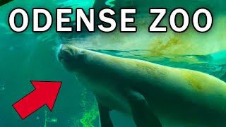 Odense Zoo Vlog Denmark [upl. by Desiri887]