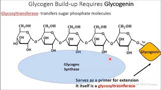 MCAT Prep Glycogen Metabolism Gluconeogenesis amp Integration [upl. by Plato]