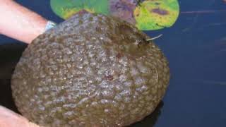 Incredible Ancient Animals Pectinatella Magnifica  Facts Academy Video [upl. by Enivid419]