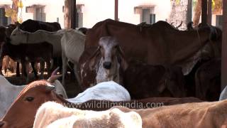 Nagpur Cows in the Goshala [upl. by Tnarud]