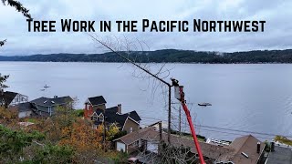 Tree Work In The Pacific Northwest [upl. by Ennaylil362]