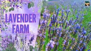 Lavender Farm New Zealand  CCT Lavender Farm  Lavender Blossom  Lavender Oil  Lavender Haze [upl. by Hagai]