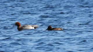 Eurasian Wigeon Fischione Anas penelope Ferruginous Duck Moretta tabaccata Aythya nyroca [upl. by Yevette]