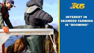 Interest in seaweed farming booming [upl. by Wurst]