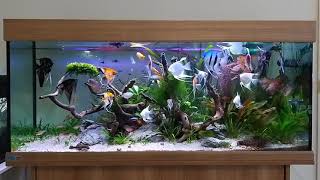 Angelfish tank  tropical aquarium  freshwater tank [upl. by Affrica]