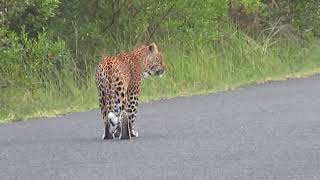 Isimangaliso leopard on the hunt sauntering down the road [upl. by Sharlene]