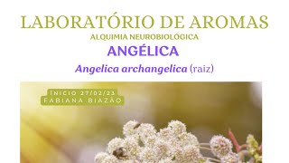 LABORATÓRIO DE AROMAS  ANGÉLICA Raiz [upl. by Ynnattirb]