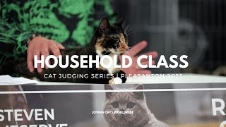 Cat Judging Household Class Final Pleasanton California [upl. by Tengler]