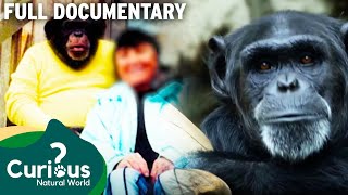 Tragic Attack On A Chimpanzee Pet Keeper Explained  Full Documentary  Predator Pets [upl. by Yesmar]