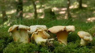 Cantharellus cibarius zizahoria saltsaperretxikoa chantarelle rebozuelo [upl. by Ij]