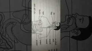 Human alimentary canal class10important very topics viralshortsfeed 2025model [upl. by Aissyla]