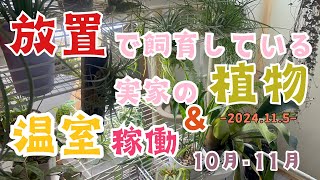 放置で飼育している実家の植物amp温室稼働10月･11月 [upl. by Dlaner]