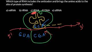 Codons and anticodons explained [upl. by Aylmer]