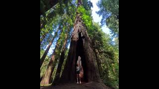 Redwoods National Park California 33 nature nationalpark travel [upl. by Lanza]