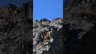 Markhor beautiful scene on the mountain ridge shorts [upl. by Thais]