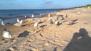 Ring Billed Gulls Indiana Beach [upl. by Hael]