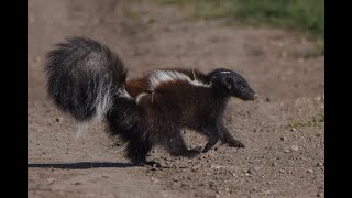 Zorrino Común Conepatus chinga [upl. by Jansson]