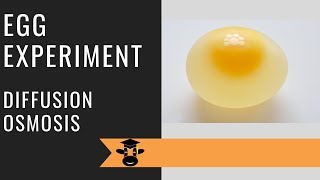 Egg experiment demonstrates osmosis and diffusion [upl. by Natalya]