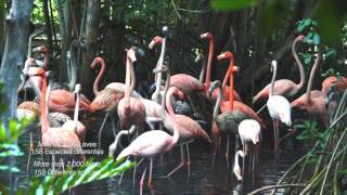 AVIARIO NACIONAL DE COLOMBIA [upl. by Kajdan]