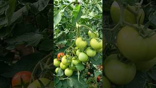 10 Salkım Domates Seyreltme gelecektarımda tomato domates [upl. by Nimajeb]