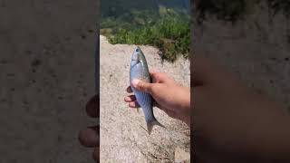 bel cefalo in canale fishing fish release catchandrelease nature fishingtips beach [upl. by Weed]