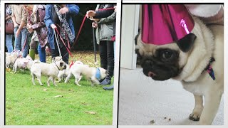 PUG PARTY Ellies 1st Birthday  MoreTDM [upl. by Tinya]