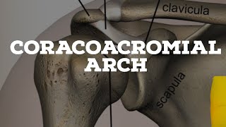 Coracoacromial arch [upl. by Alguire827]