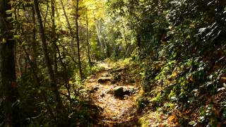 The Trails of Mt LeConte [upl. by Aik]