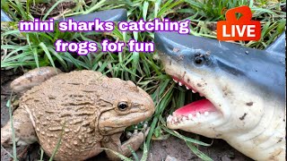 mini sharks catching frogs for fun Big green frog is very funny  catch frogs [upl. by Leor]