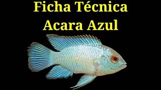 Ficha Técnica Acara Azul Andinoacara pulcher [upl. by Manbahs]