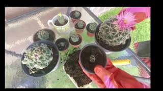 tip para cultivar cactus o biznagas [upl. by Godspeed]