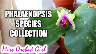 My Phalaenopsis species Orchid collection [upl. by Stav151]