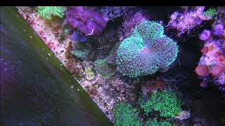 metallic hairy green mushroom rhodactis feeding time lapse [upl. by Anne]