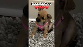 Coco now and coco before ❤️❤️❤️ dog happydog [upl. by Rafaelle291]