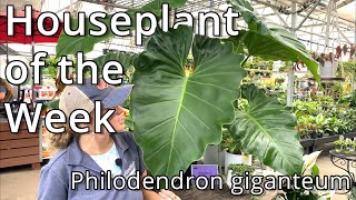 Philodendron Giganteum  Houseplant of the Week [upl. by Fischer]