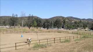 MTV Academy  Trigger the Golden Palomino Horse  wwwIRideHorsesnet [upl. by Diva]