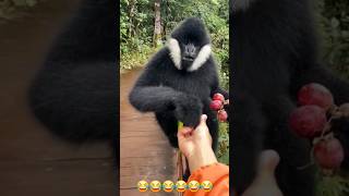 Black Crested Gibbon trending youtubeshorts funny shorts [upl. by Sirama]