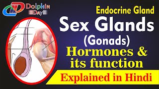 Male amp Female Sex Glands Gonads  Testis amp Ovary  Hormones amp its Function  Explained in Hindi [upl. by Dory]